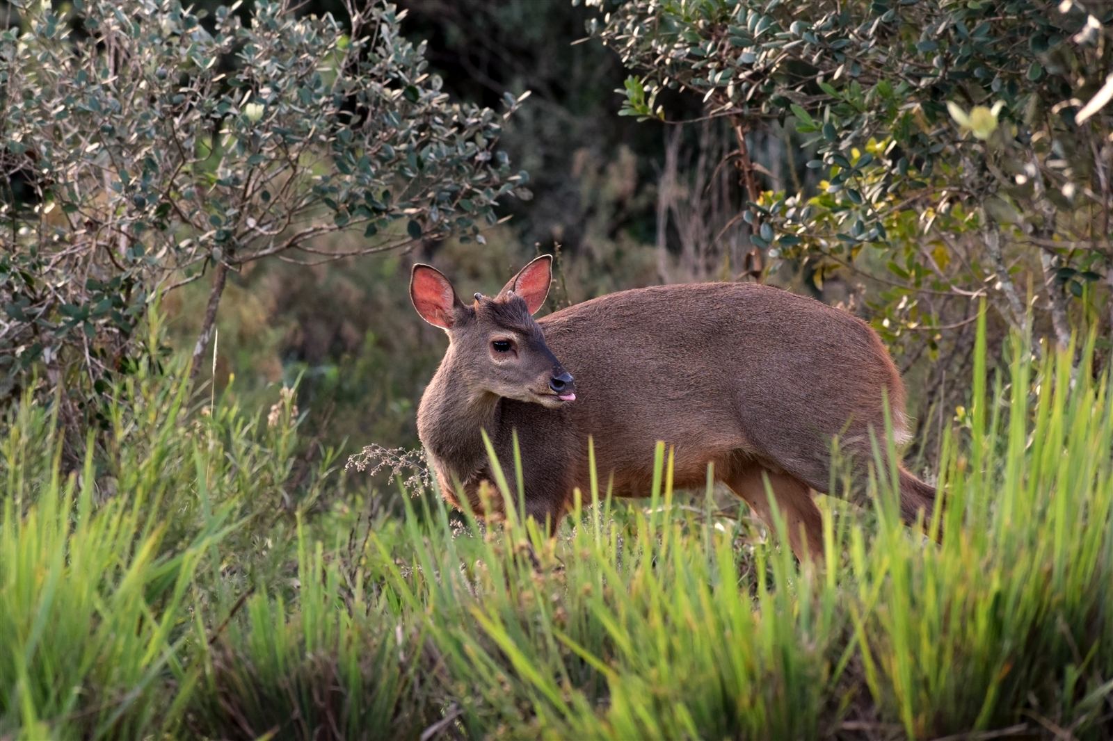 Fauna nativa